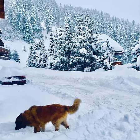 Marmotte Des Neiges Semesterbostad